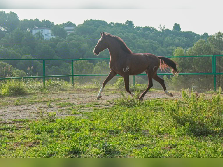 PRE Mix Gelding 5 years 15,2 hh Sorrel in Terrassa