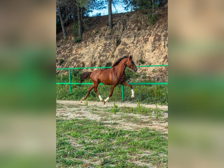 PRE Mix Gelding 5 years 15,2 hh Sorrel in Terrassa