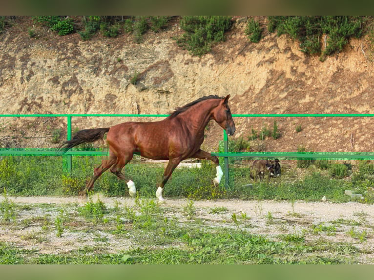 PRE Mix Gelding 5 years 15,2 hh Sorrel in Terrassa