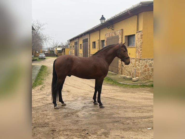 PRE Gelding 5 years 15,3 hh Brown in Krumbach