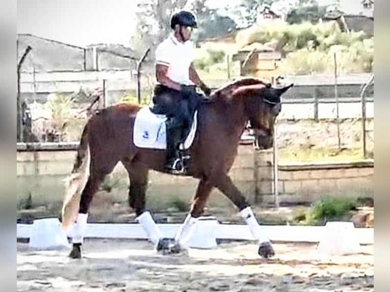 PRE Mix Gelding 5 years 15,3 hh Chestnut-Red in Sevilla