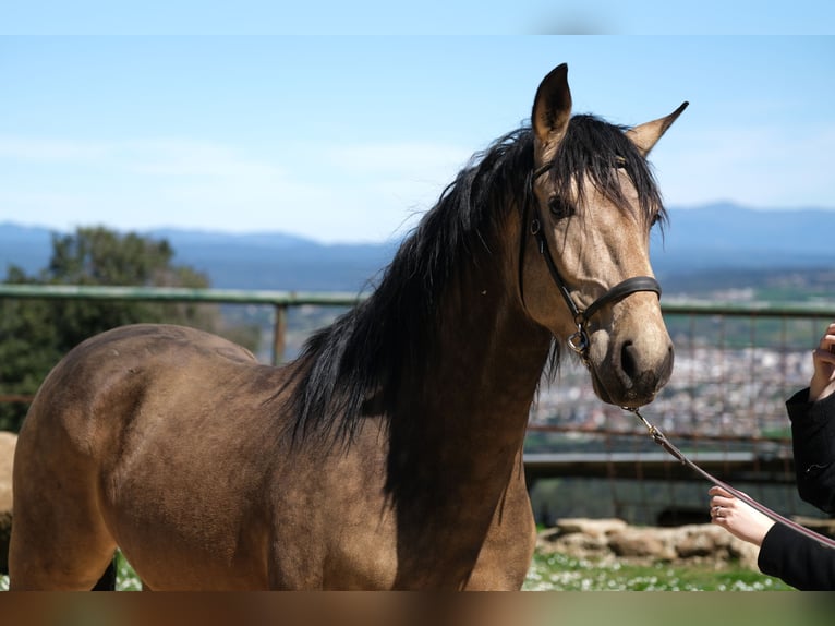 PRE Mix Gelding 5 years 15,3 hh Dun in Hamburg