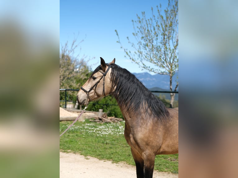 PRE Mix Gelding 5 years 15,3 hh Dun in Hamburg
