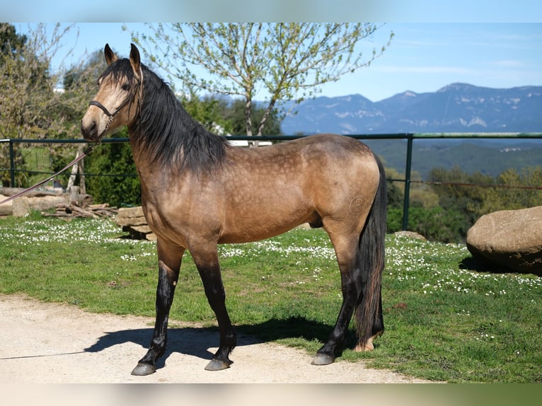 PRE Mix Gelding 5 years 15,3 hh Dun in Hamburg
