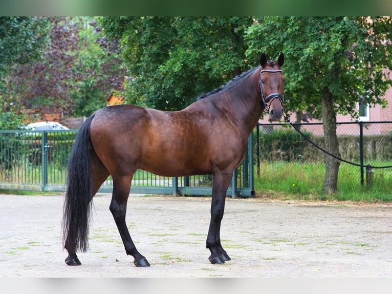 PRE Gelding 5 years 16,1 hh Bay-Dark in Kelpen-Oler