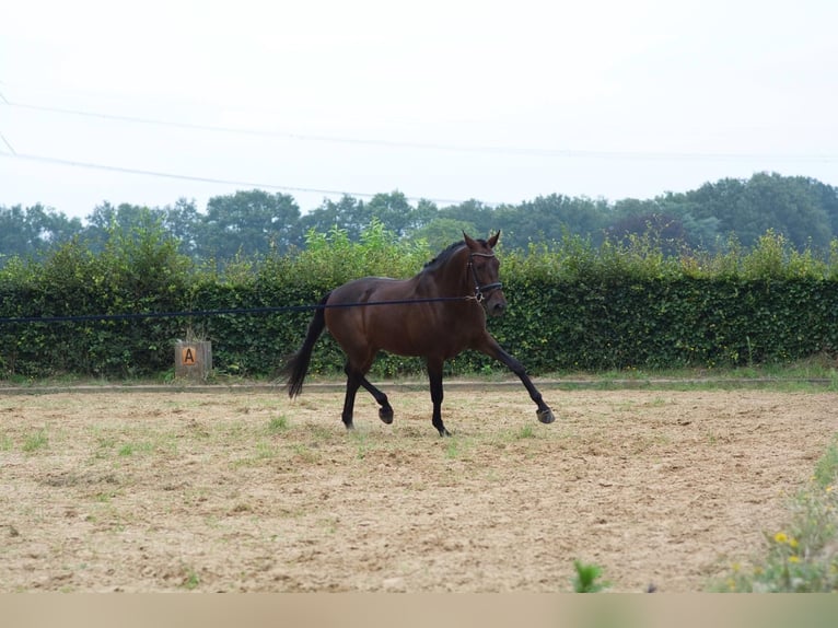 PRE Gelding 5 years 16,1 hh Bay-Dark in Kelpen-Oler