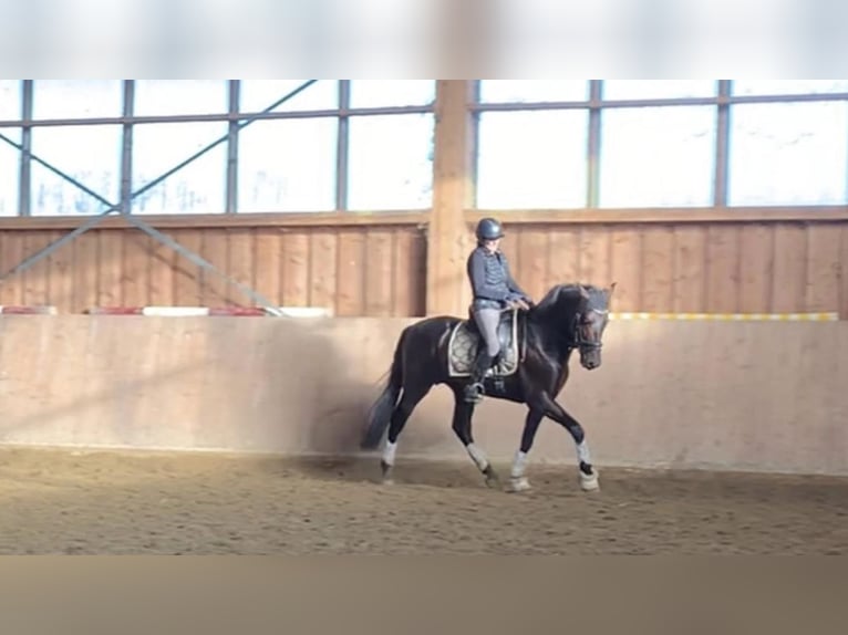 PRE Gelding 5 years 16,1 hh Bay-Dark in Kelpen-Oler