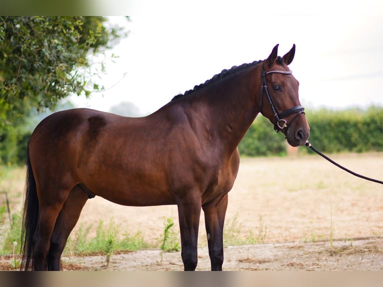 PRE Gelding 5 years 16,1 hh Bay-Dark in Kelpen-Oler