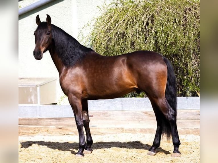 PRE Gelding 5 years 16,1 hh Bay-Dark in Krumbach