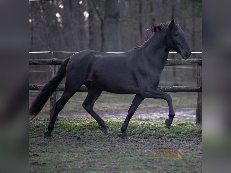 PRE Mix Gelding 5 years 16,1 hh Black in Traventhal