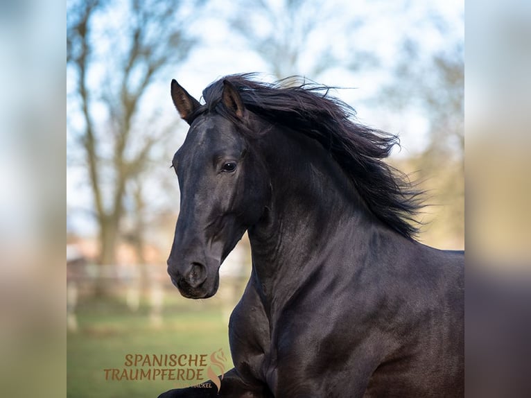 PRE Mix Gelding 5 years 16,1 hh Black in Traventhal