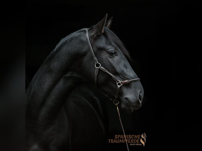 PRE Mix Gelding 5 years 16,1 hh Black in Traventhal