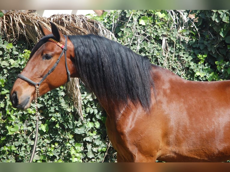 PRE Mix Gelding 5 years 16,1 hh Brown in Barcelona