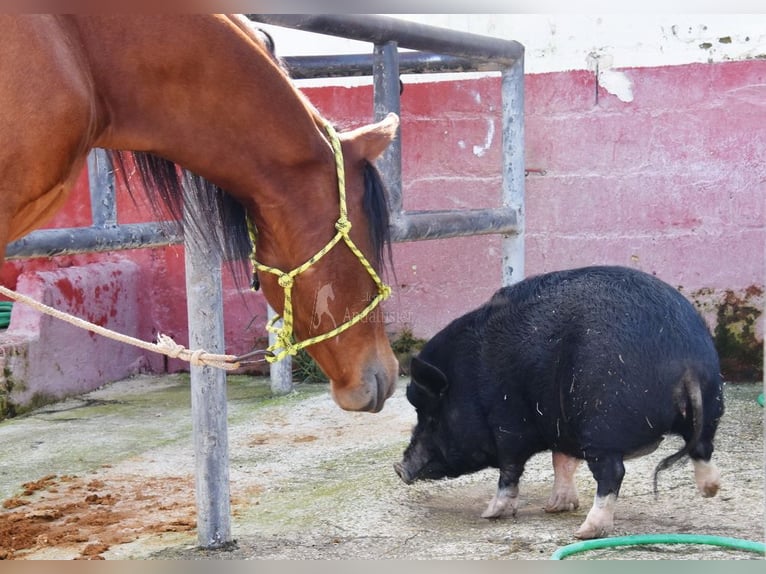 PRE Gelding 5 years 16,1 hh Brown in Provinz Cordoba