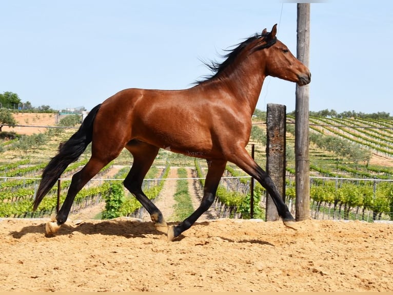 PRE Gelding 5 years 16,1 hh Brown in Provinz Cordoba