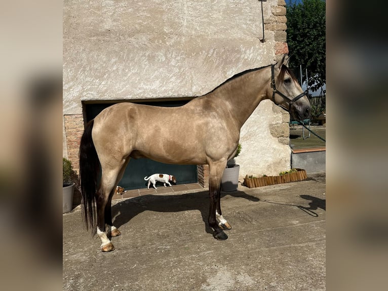 PRE Mix Gelding 5 years 16,1 hh Dun in Hamburg