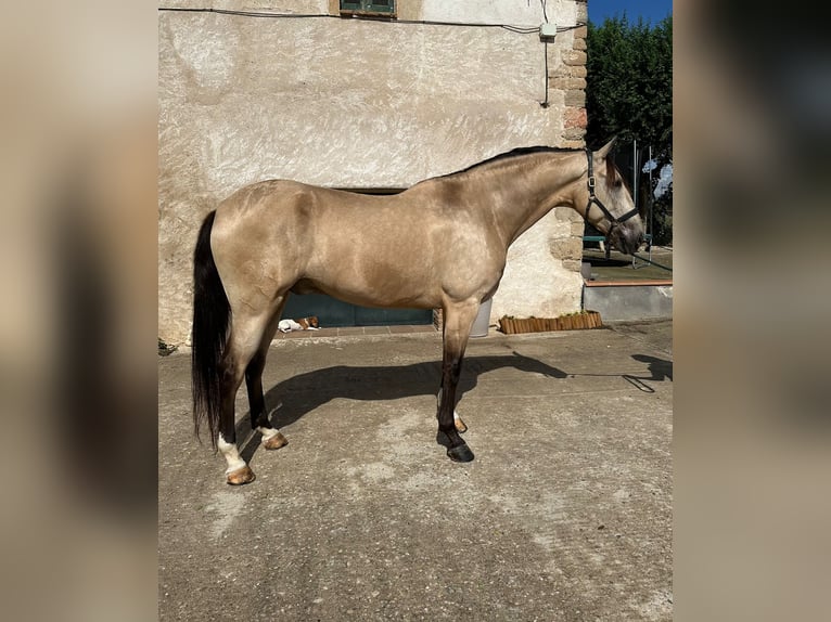 PRE Mix Gelding 5 years 16,1 hh Dun in Hamburg