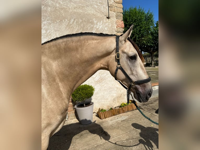 PRE Mix Gelding 5 years 16,1 hh Dun in Hamburg