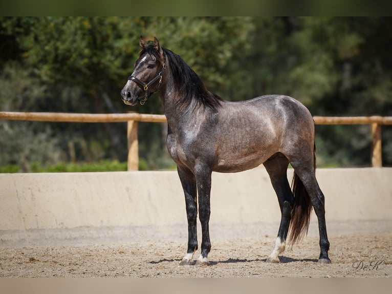 PRE Gelding 5 years 16.1 hh Grey in Manacor