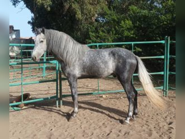 PRE Mix Gelding 5 years 16.1 hh Grey in Linea
