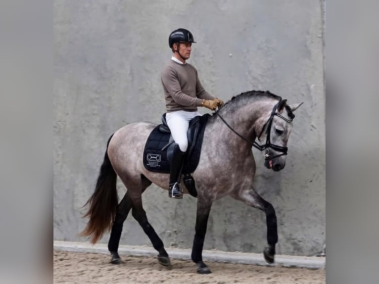 PRE Gelding 5 years 16.1 hh Grey in Reichenbach