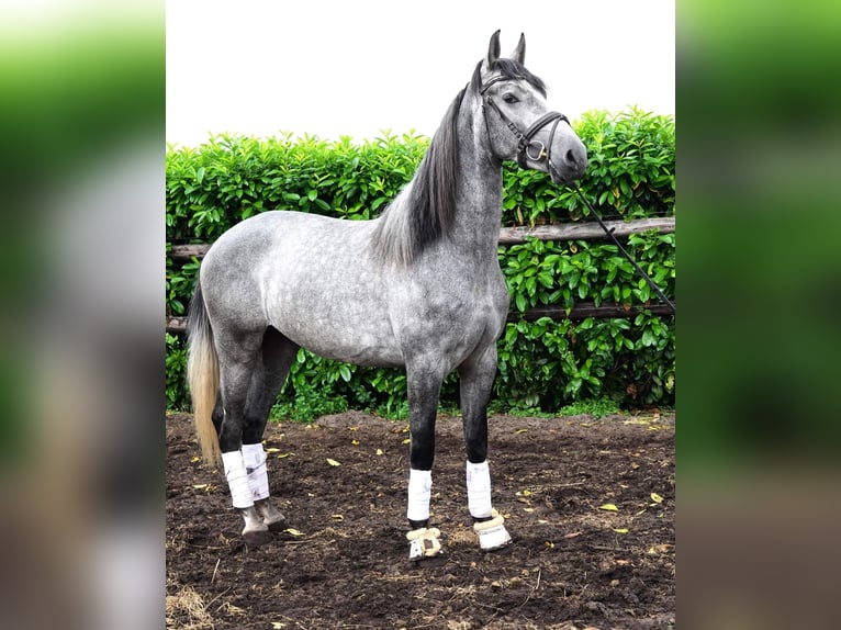 PRE Gelding 5 years 16.1 hh Grey in Helbra