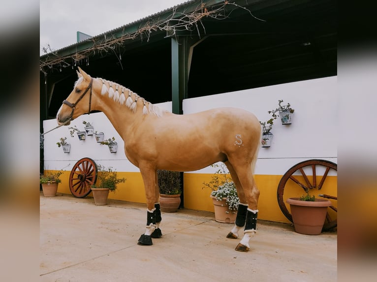 PRE Mix Gelding 5 years 16,1 hh Palomino in coria