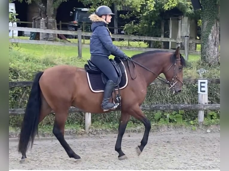 PRE Gelding 5 years 16.2 hh Bay in pont l'eveque