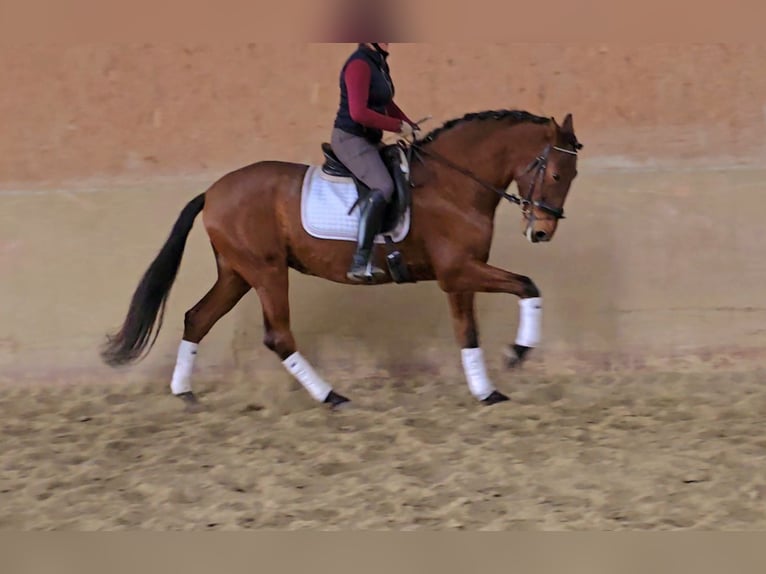 PRE Gelding 5 years 16,2 hh Brown in Schwäbisch Gmünd