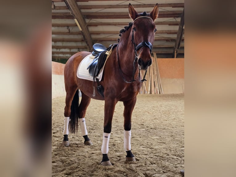 PRE Gelding 5 years 16,2 hh Brown in Schwäbisch Gmünd