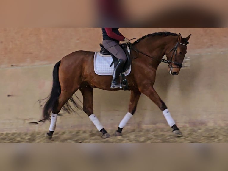 PRE Gelding 5 years 16,2 hh Brown in Schwäbisch Gmünd