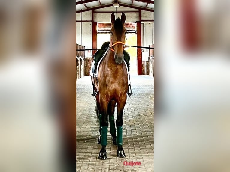 PRE Gelding 5 years 16.2 hh Brown in Punta Prima