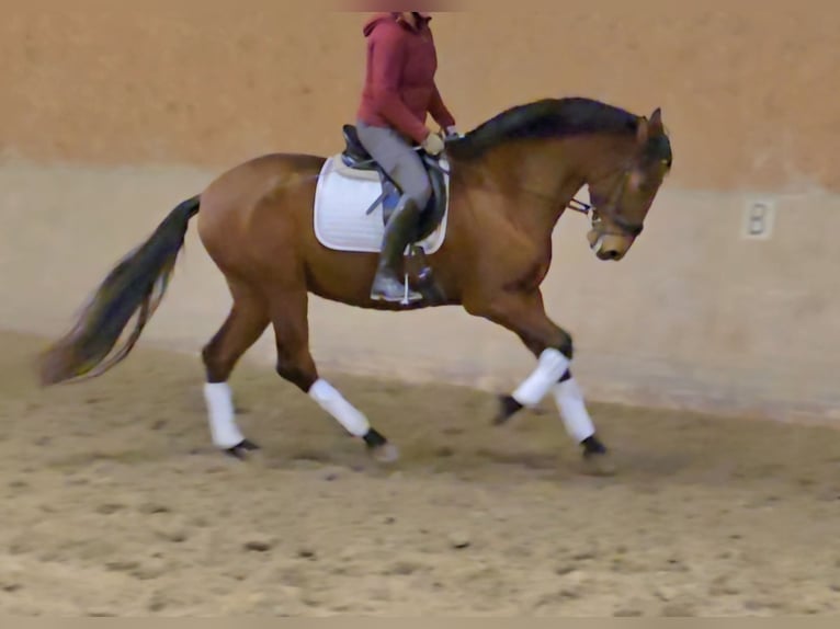 PRE Mix Gelding 5 years 16,2 hh Brown in Schwäbisch Gmünd