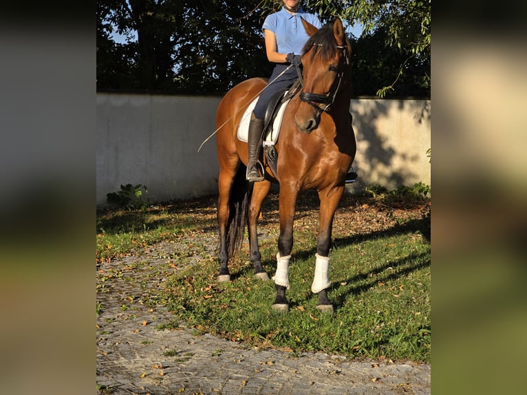 PRE Mix Gelding 5 years 16,2 hh Brown in Schwäbisch Gmünd