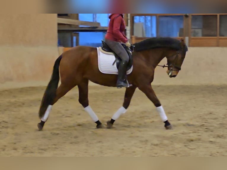 PRE Mix Gelding 5 years 16,2 hh Brown in Schwäbisch Gmünd