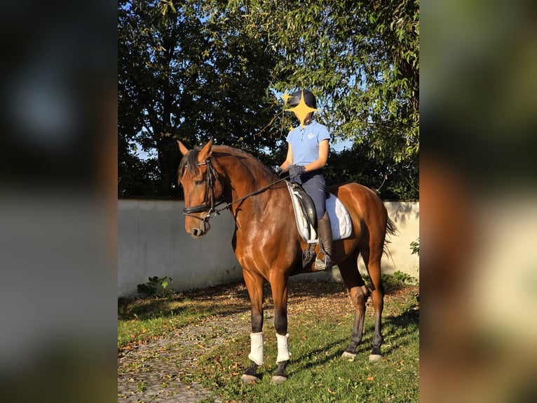 PRE Gelding 5 years 16,2 hh Brown in Schwäbisch Gmünd