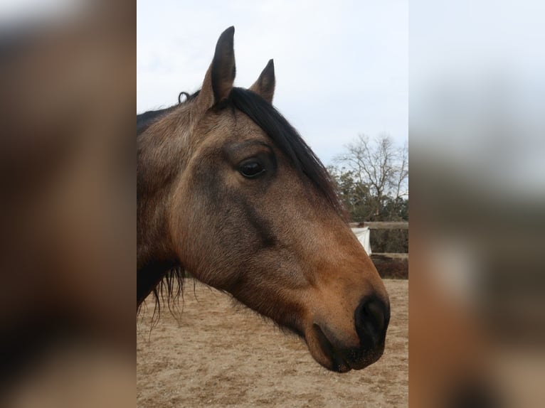 PRE Gelding 5 years 16.2 hh Dun in Serinyà