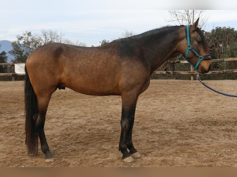 PRE Gelding 5 years 16.2 hh Dun in Serinyà