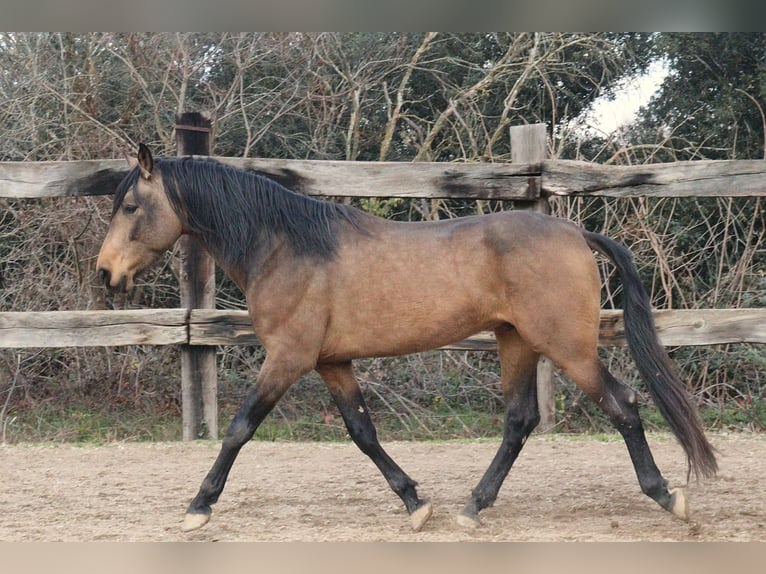 PRE Gelding 5 years 16.2 hh Dun in Serinyà