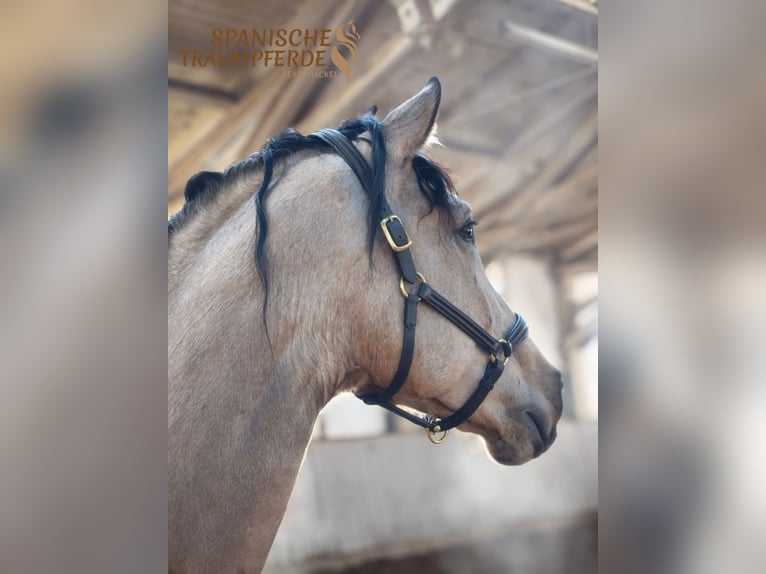 PRE Mix Gelding 5 years 16,2 hh Dun in Traventhal