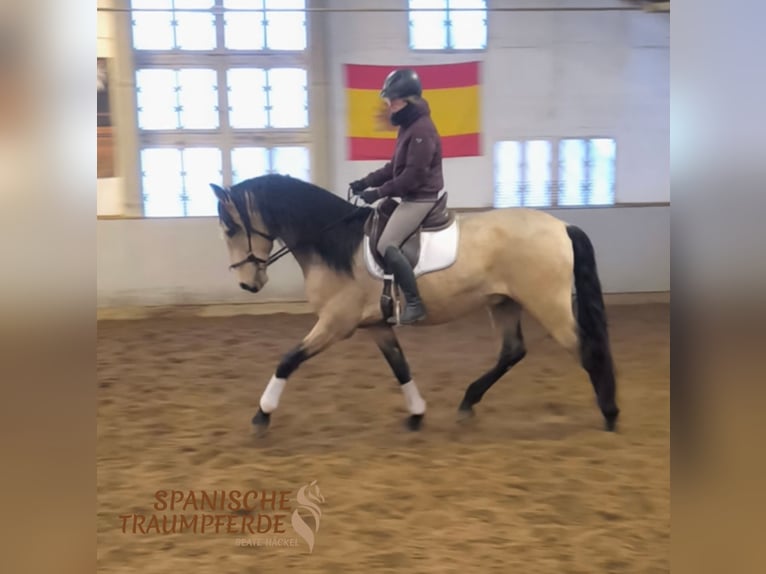PRE Mix Gelding 5 years 16,2 hh Dun in Traventhal