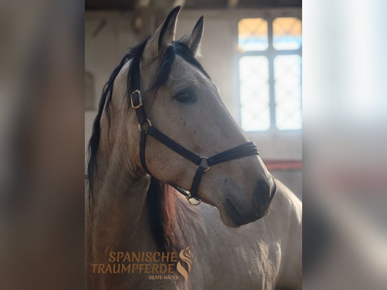 PRE Mix Gelding 5 years 16,2 hh Dun in Traventhal