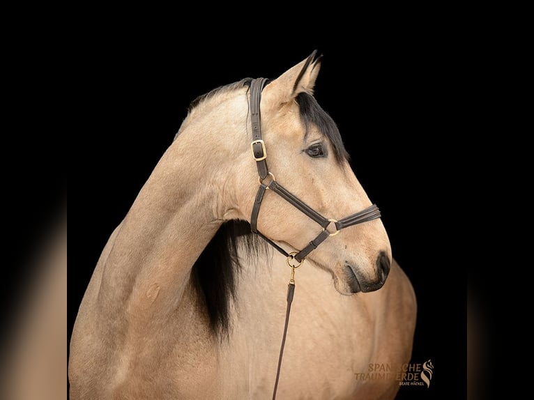 PRE Mix Gelding 5 years 16,2 hh Dun in Traventhal