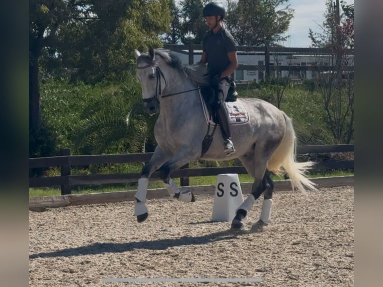 PRE Mix Gelding 5 years 16,2 hh Grey-Dapple in Santa Perpetua de Mogoda