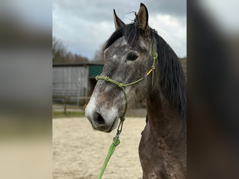 PRE Gelding 5 years 16.2 hh Grey-Dark-Tan in Steinebach
