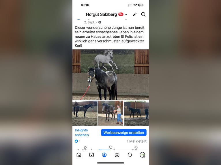 PRE Gelding 5 years 16.2 hh Grey-Dark-Tan in Steinebach