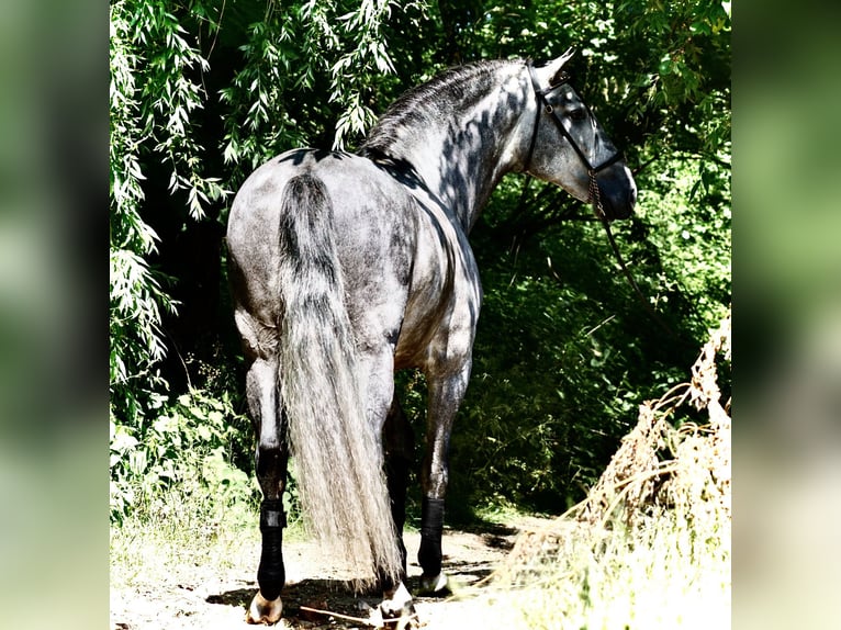 PRE Gelding 5 years 16.2 hh Grey in Usingen