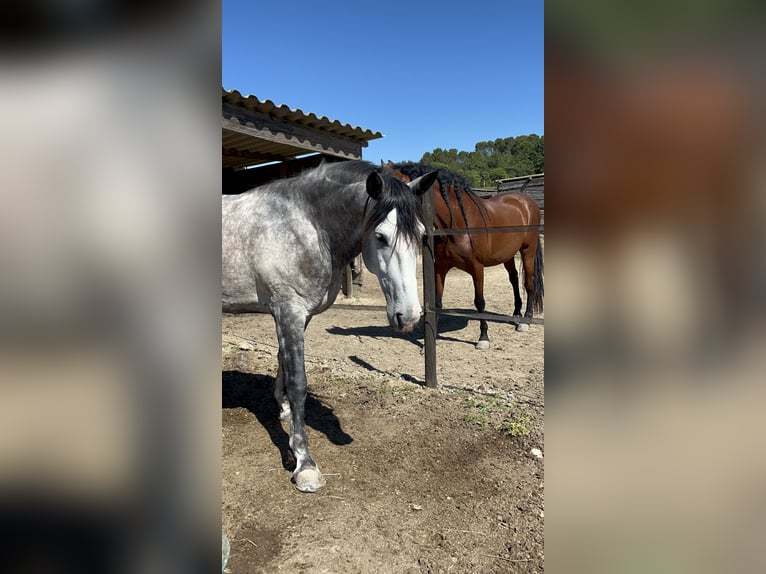 PRE Gelding 5 years 16.2 hh Grey in Villetelle