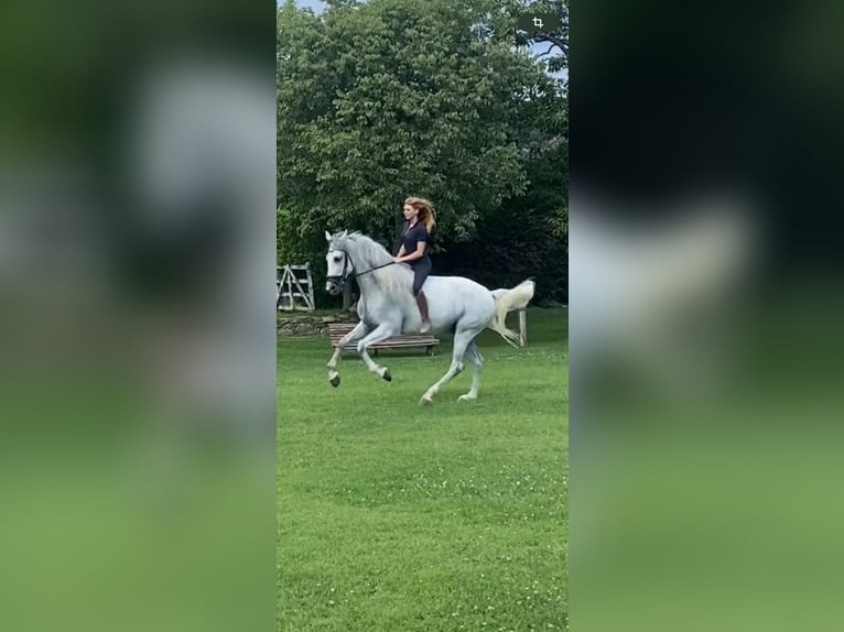 PRE Gelding 5 years 16,3 hh Gray in Ullastrell