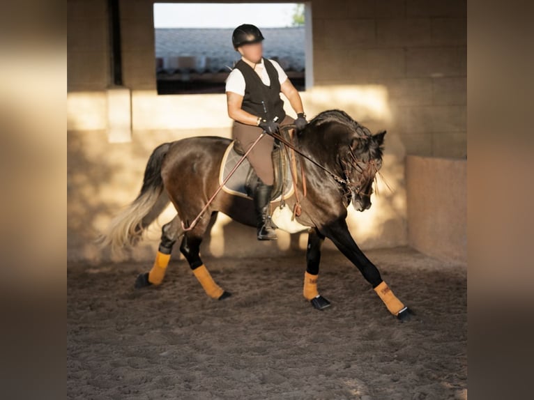 PRE Gelding 5 years 16.3 hh Grey-Dark-Tan in Palma De Mallorca